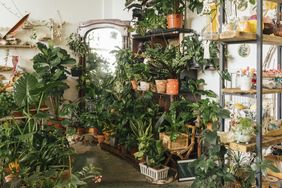 Assortment of plants in a showroom