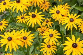 black-eyed susan flowers