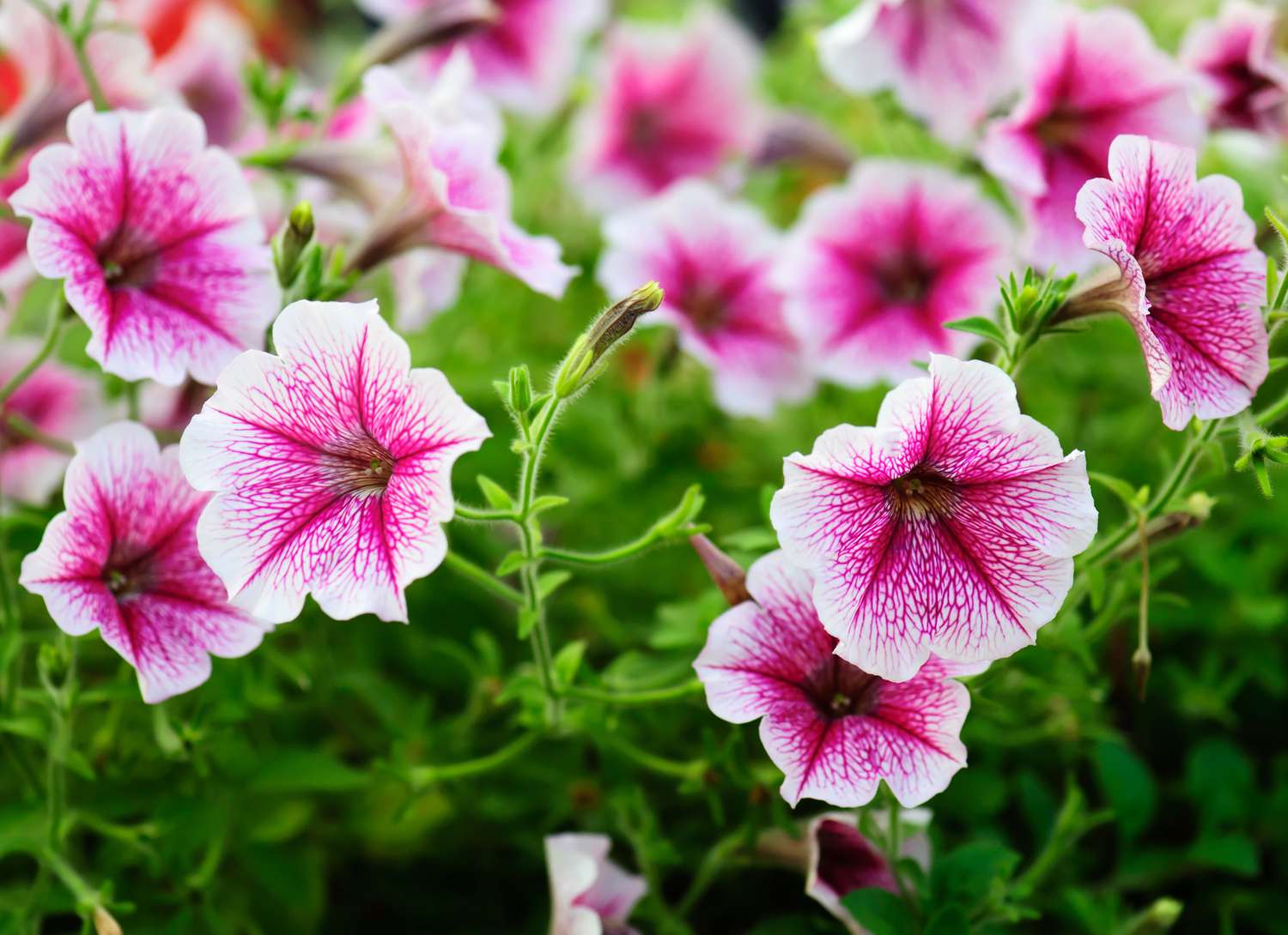petunias with pink and white blooms in a garden