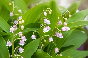 pale pink Lily of the Valley plant 