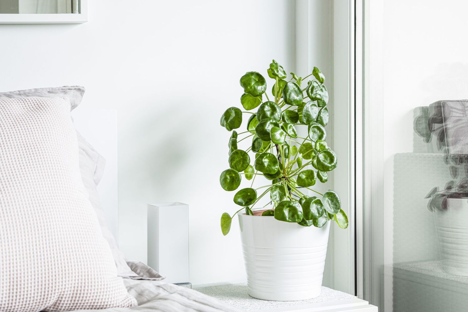 chinese money plant on nightstand in bedroom