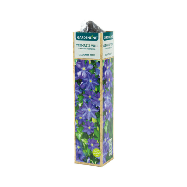 Clematis vine packaging featuring illustrations of purple flowers and green leaves