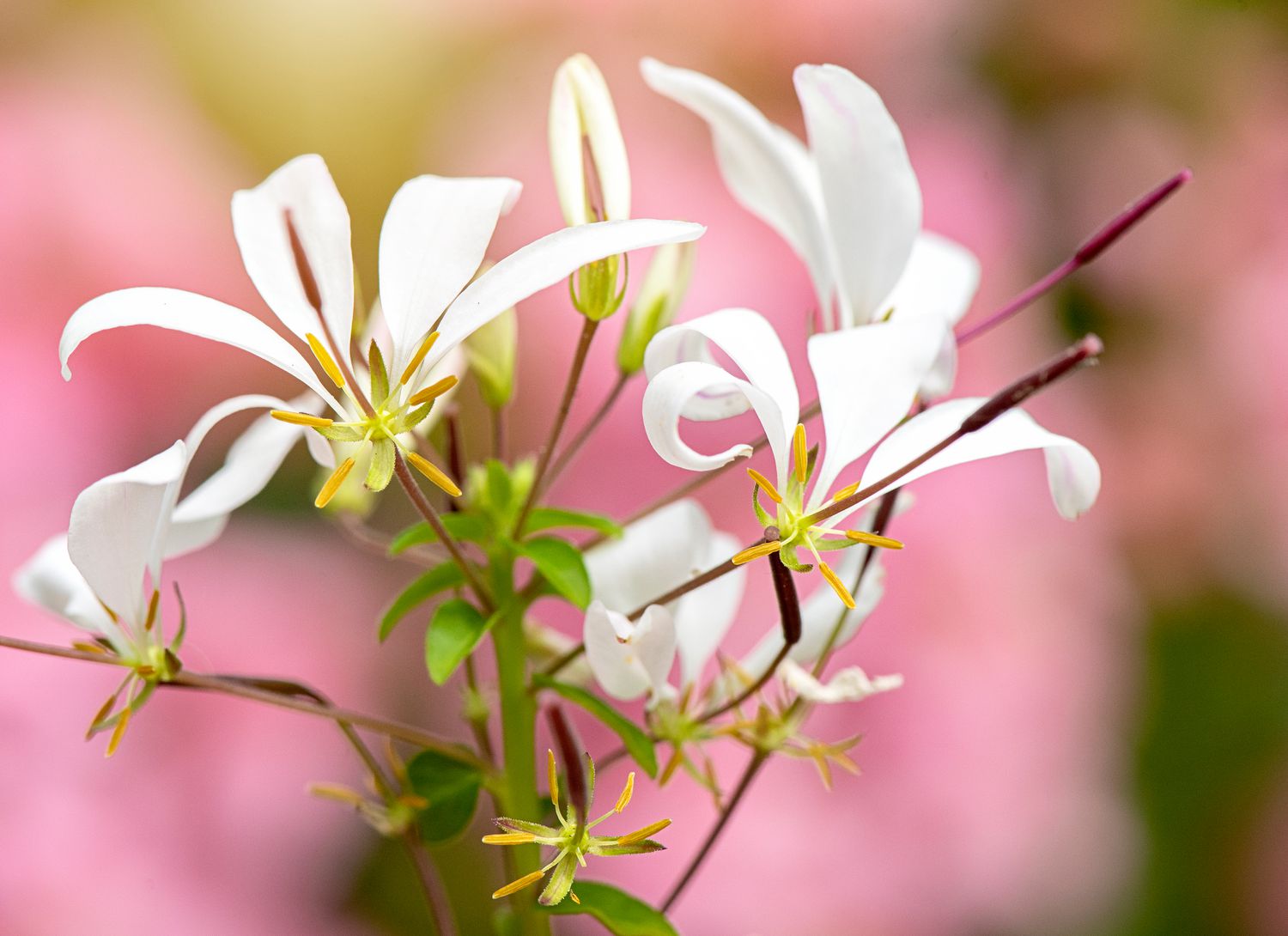 Spider flower with white blooms with a pink background