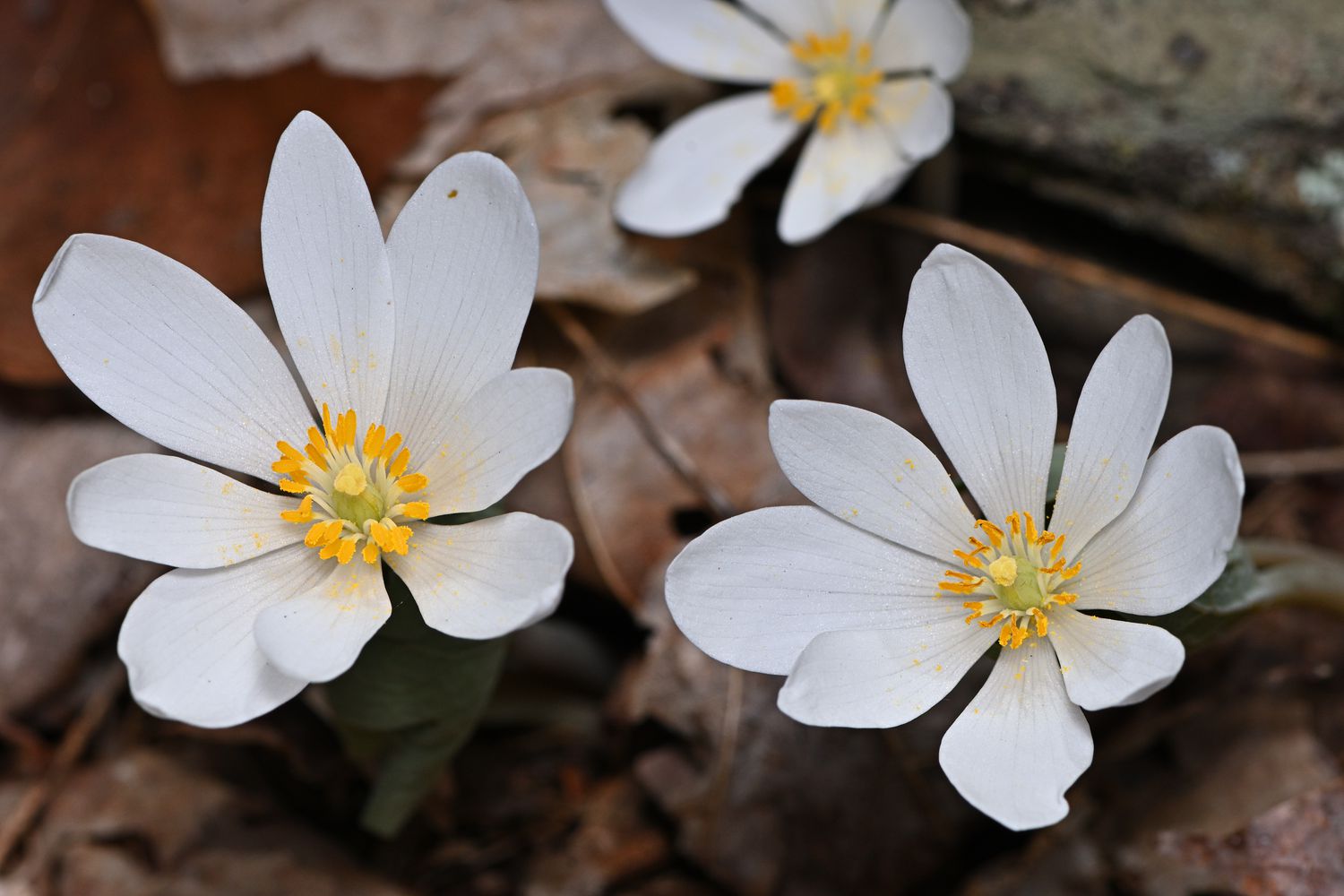 Bloodroot blooming on forest floor in Connecticut, mid April