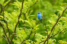 An indigo bunting perched on a branch during migration