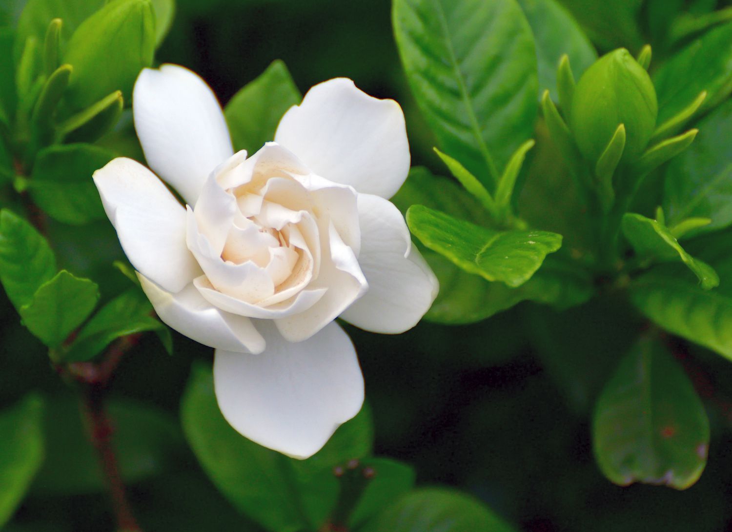 white gardenia bloom in a garden