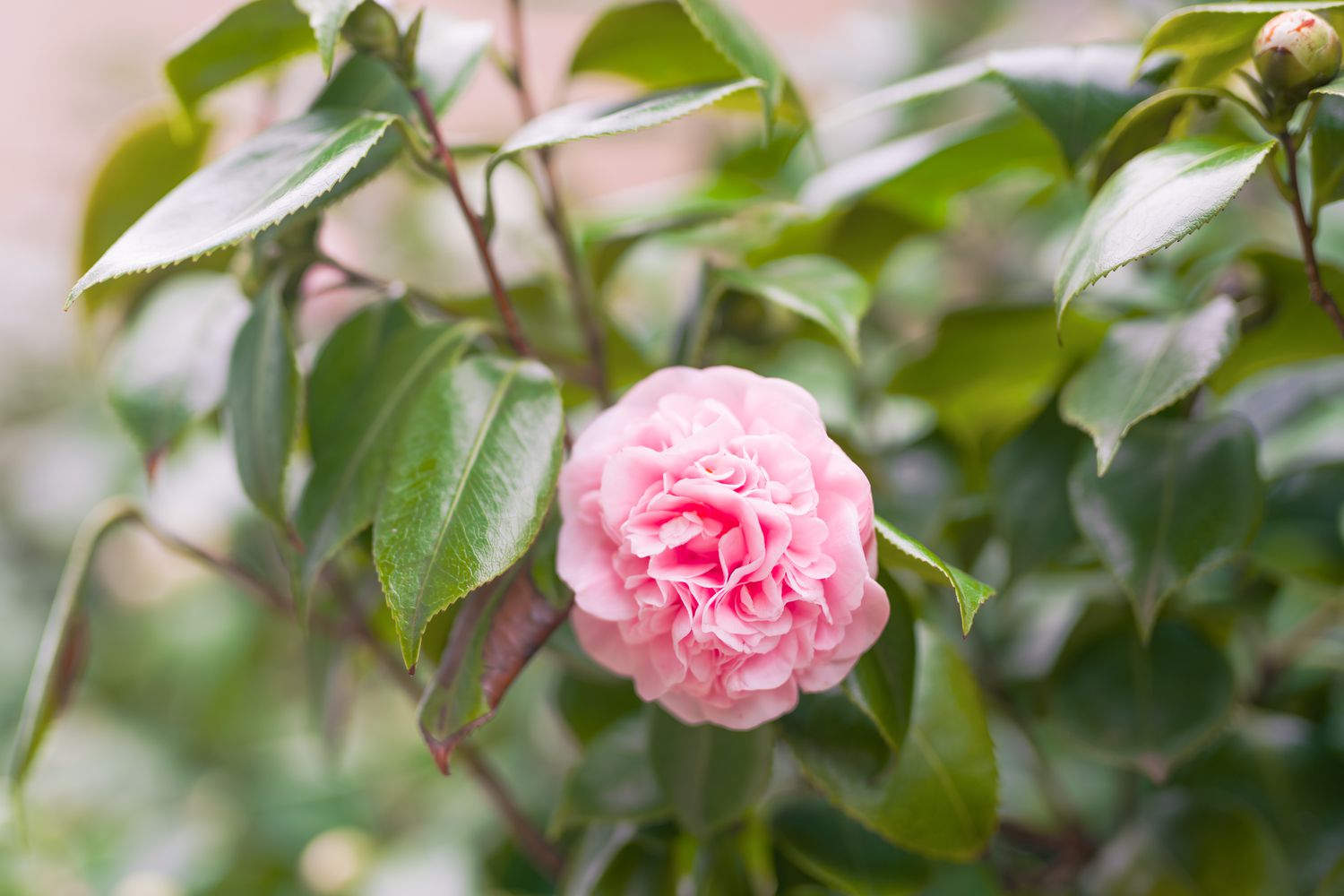 Pink Camellia flowers ( Japonica Camelia) in bloom on a lush green bush, close-up