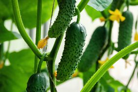 cucumbers growing in a garden