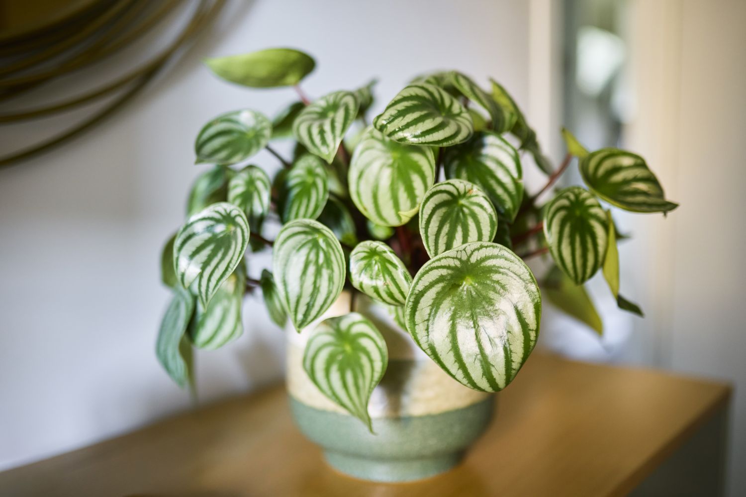 Watermelon peperomia (Peperomia argyreia) in a ceramic pot placed on wooden furniture inside a domestic interior, with distinctive striped leaves clearly visible and illuminated by natural daylight. The scene highlights the ornamental foliage and textured leaf pattern of an indoor houseplant used as a decorative element in a calm home environment.