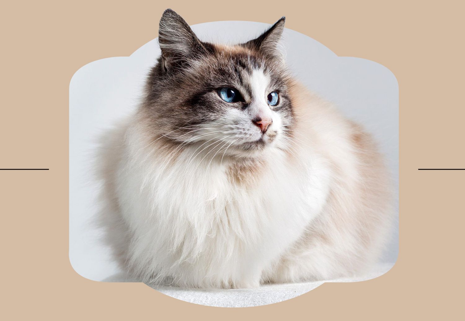 Ragdoll cat