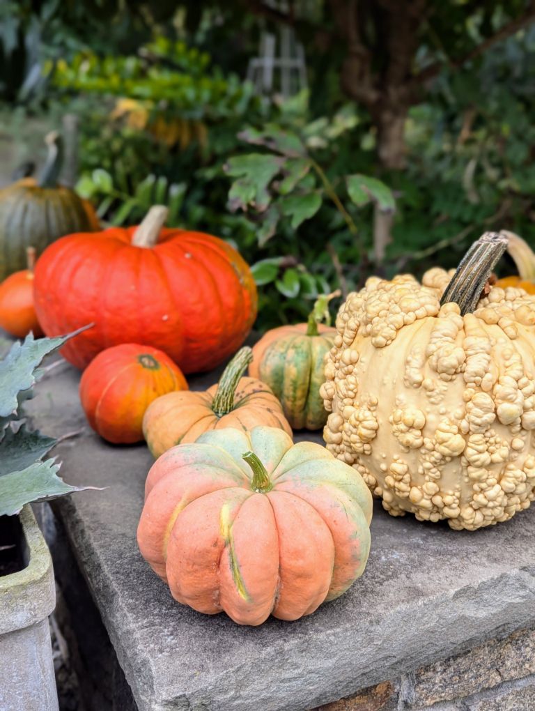a variety of pumpkin in the garden on a wall