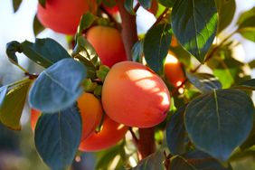 Ripe persimmons growing on a tree branch with surrounding leaves