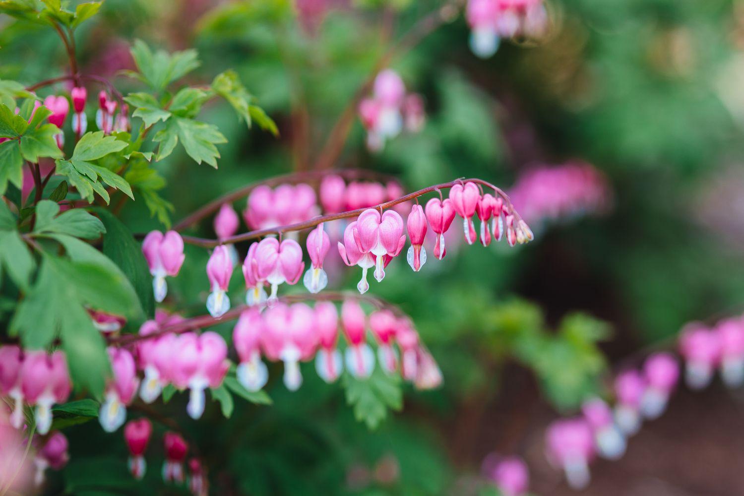 Bleeding hearts flower