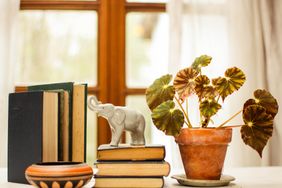 A stack of books a potted plant and an elephant figurine on a table