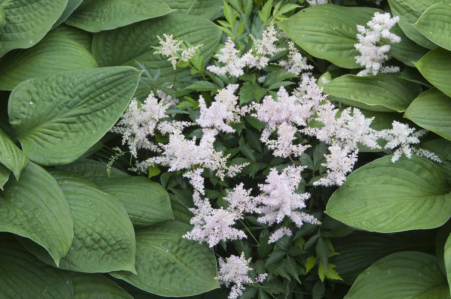 Blossoming flowers surrounded by lush foliage
