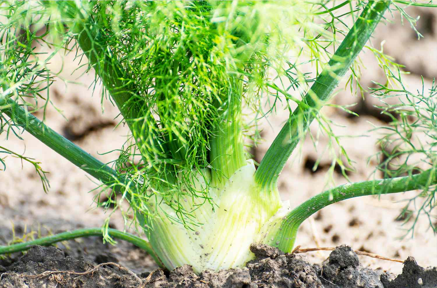 Fennel growing