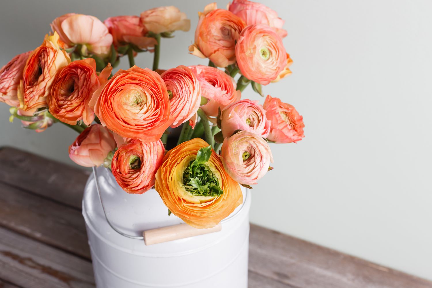 Buttercup ranunculus