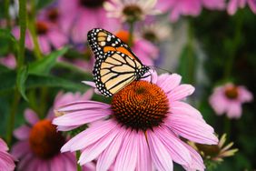 monarch butterfly on coneflower
