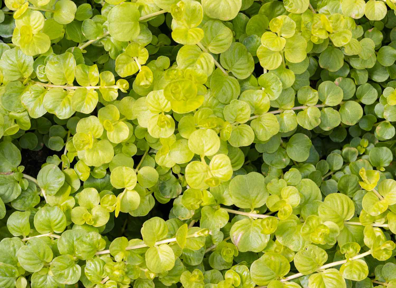 close up of creeping jenny ground cover