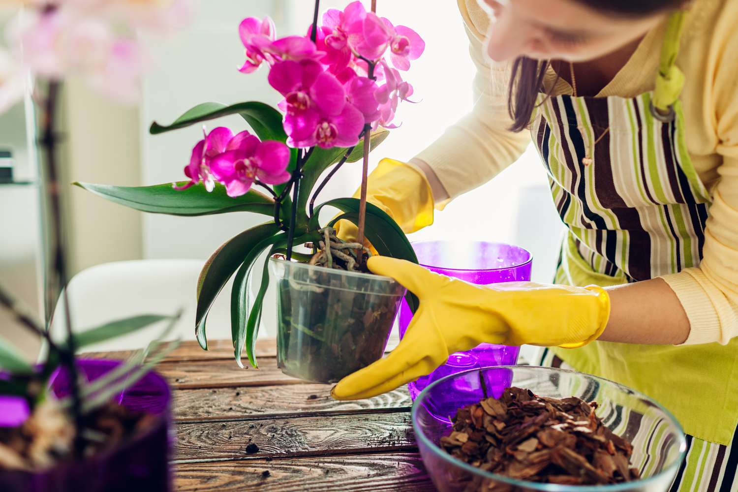 woman holding an orchid plant that's in a plastic pot