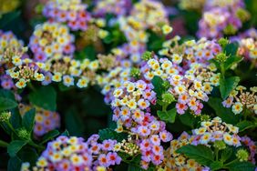 Cluster of lantana flowers in bloom featuring small clusters of delicate flowers with green leaves