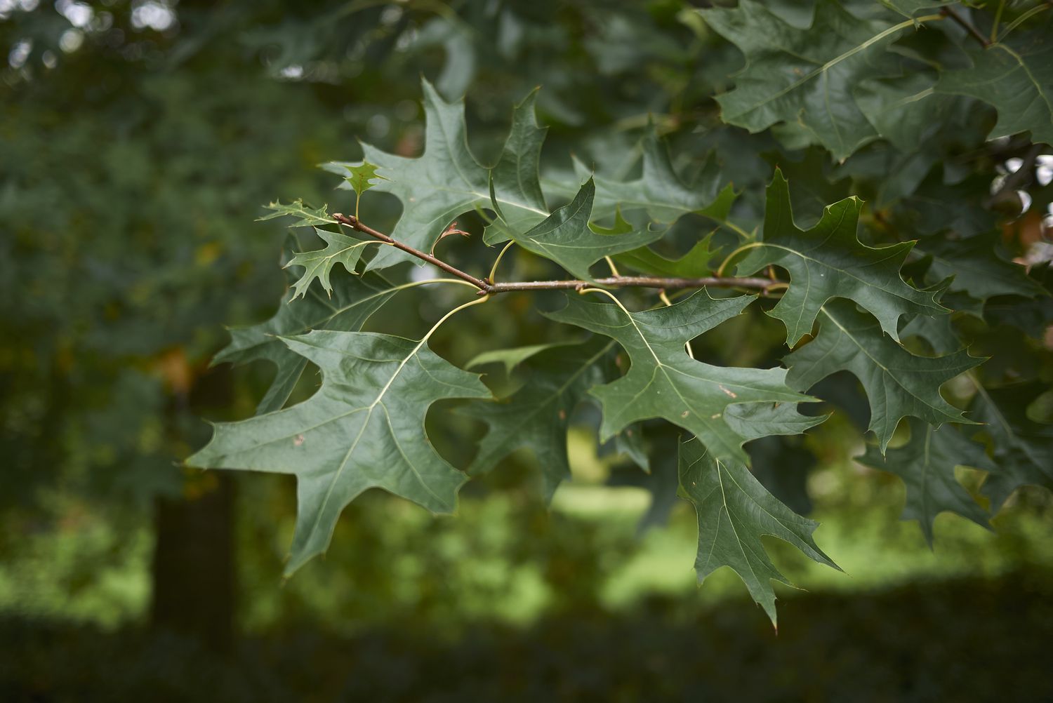 Pin oak tree leaves