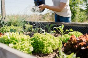 Person watering vegetable plants in a garden bed