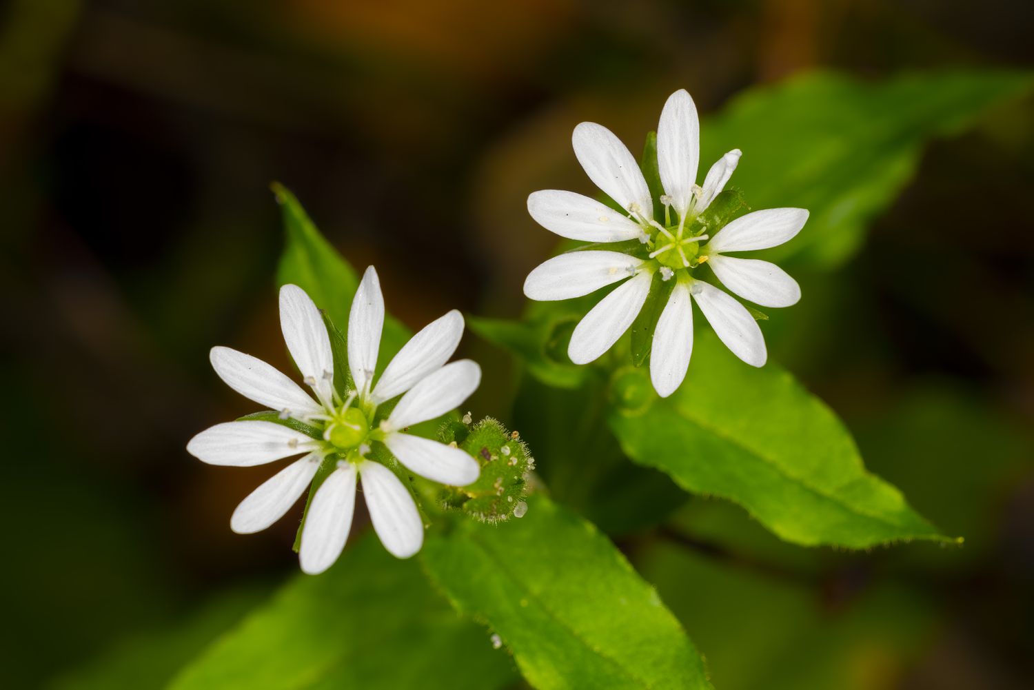 Chickweed flower