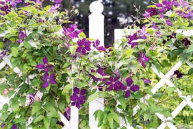 Climbing violet clematis on a white fence in the garden.