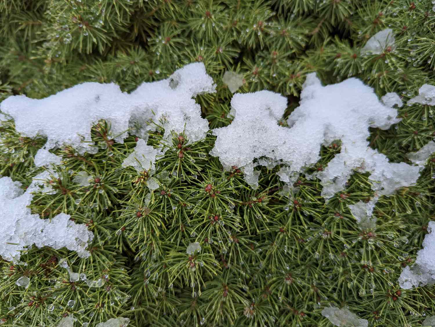 Snow resting on evergreen tree branches