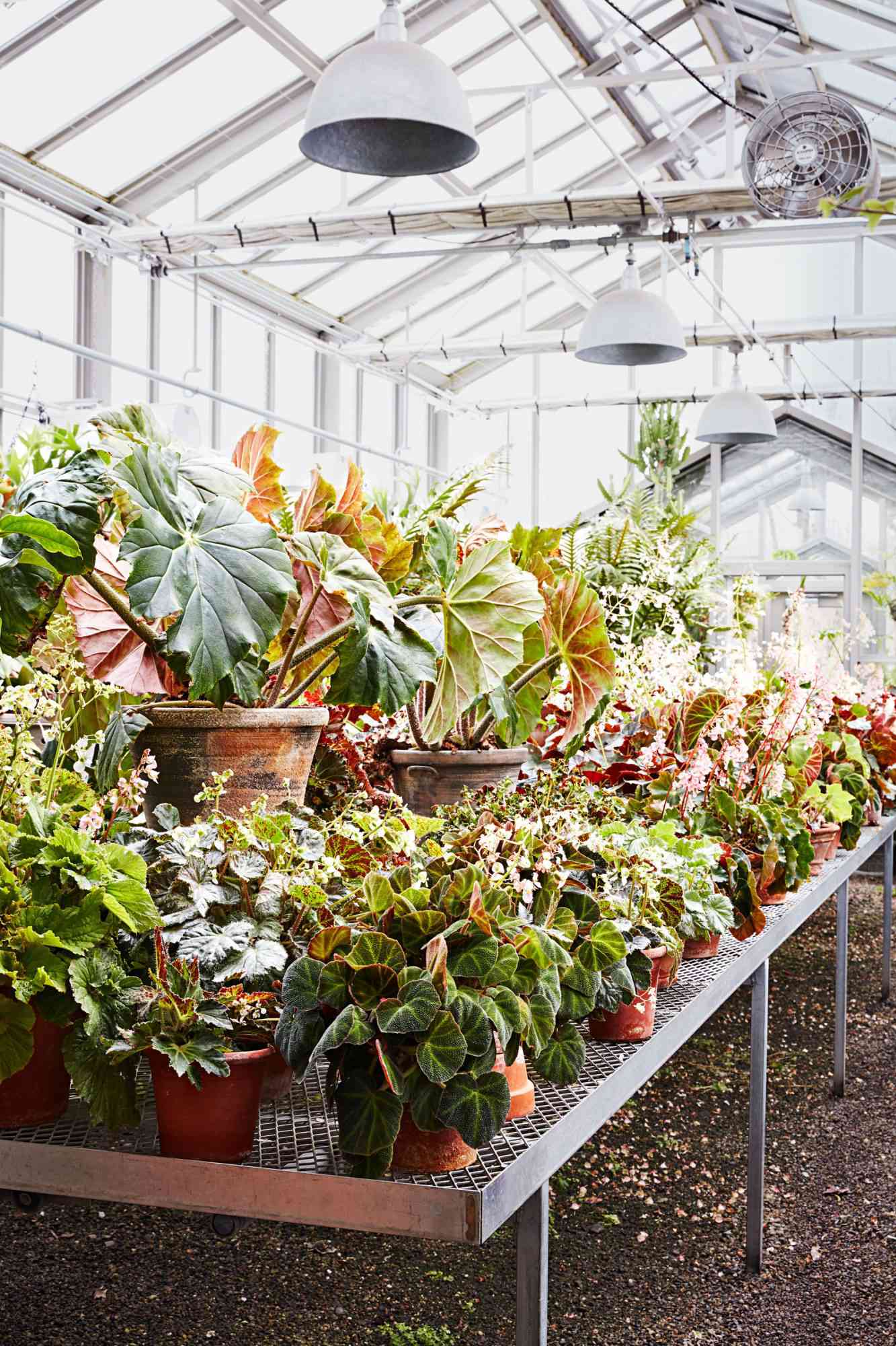 the greenhouse at Bedford