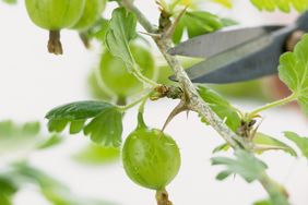 Pruning a gooseberry branch with gardening shears