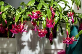 A blooming Christmas cactus in a white pot placed indoors