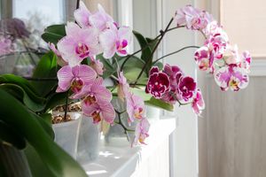 Close-up of flowering phalaenopsis orchids in pots on white windowsill