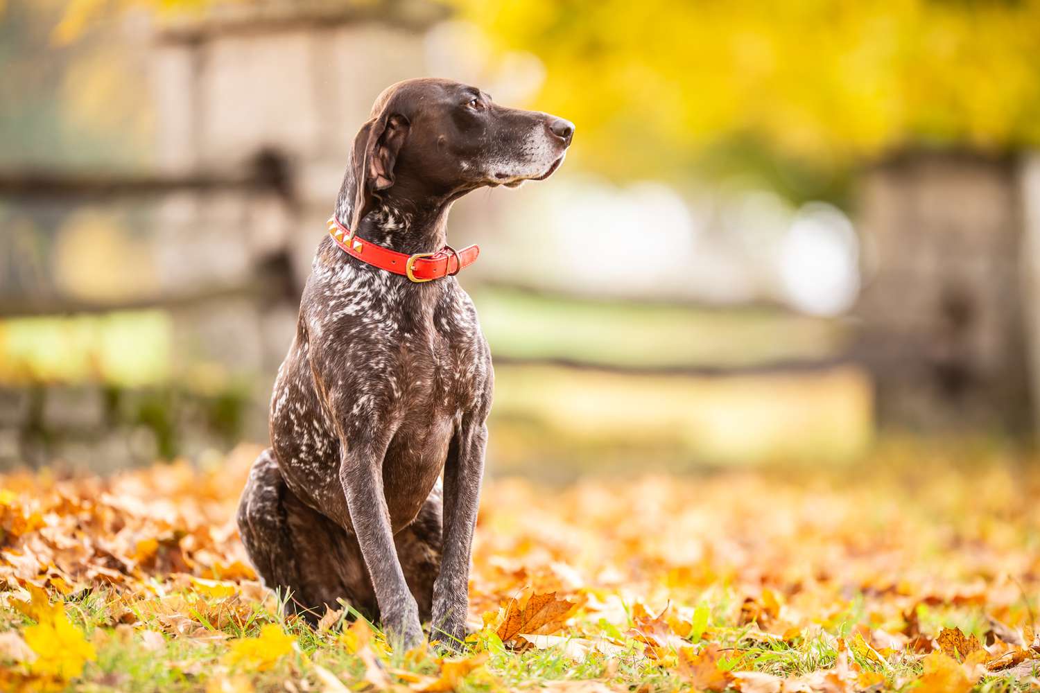 German Shorthaired Pointer