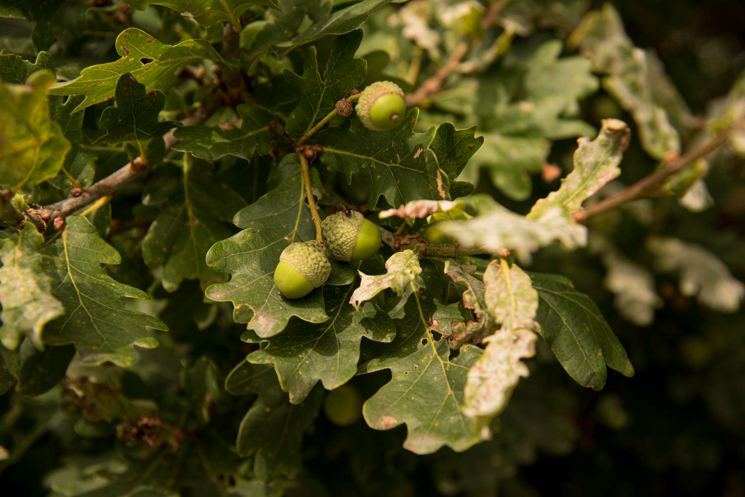 Closeup of oak tree leaves and acorns