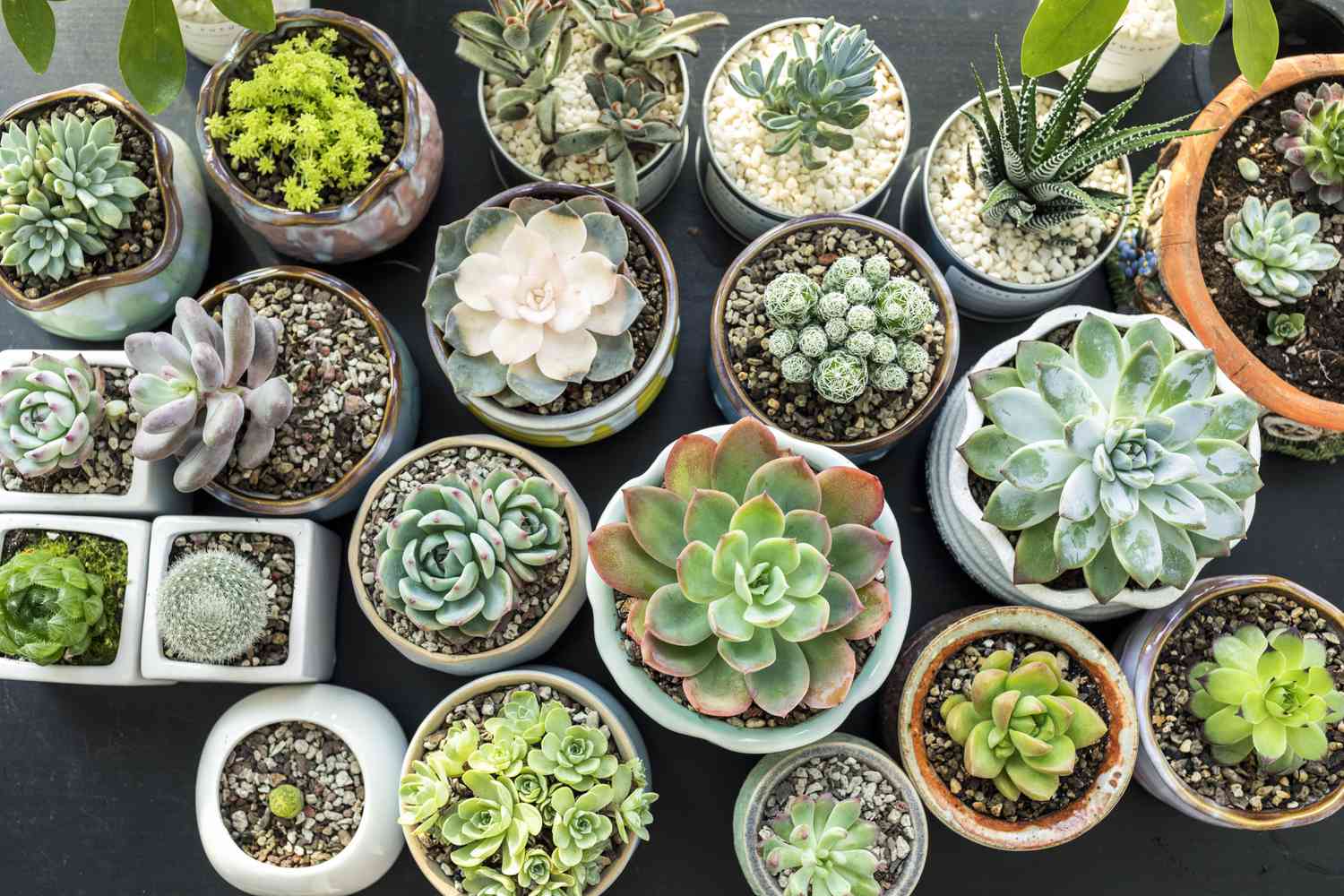 succulent houseplants