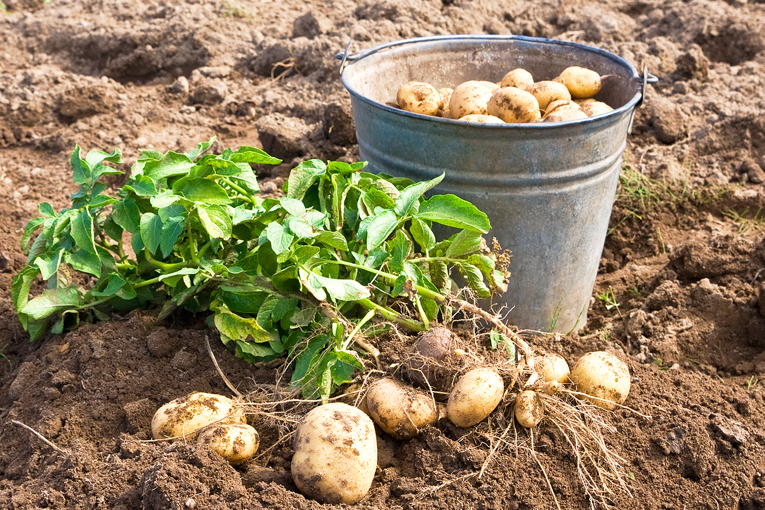 Freshly pulled potatoes