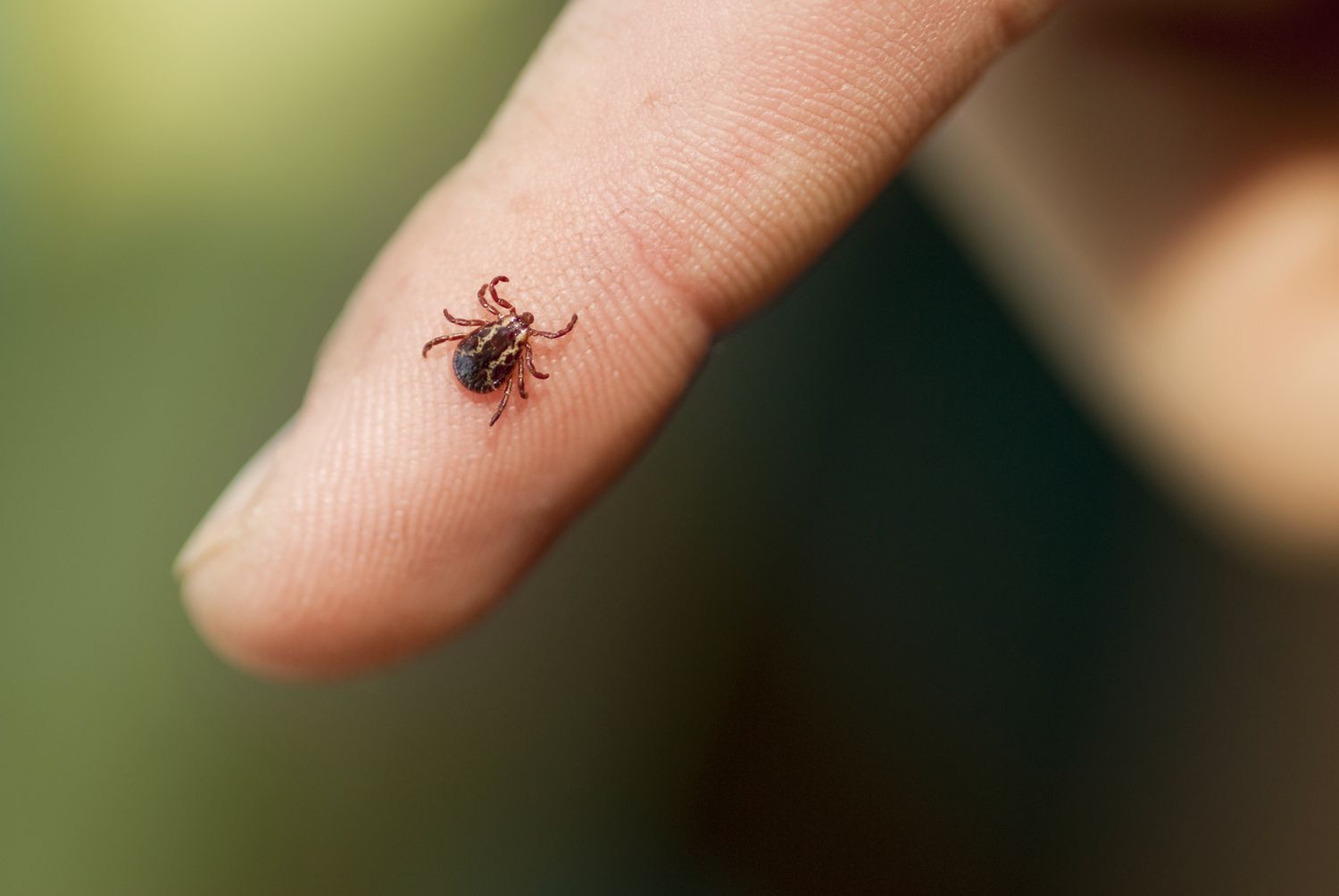 Closeup of a small tick on a persons fingertip