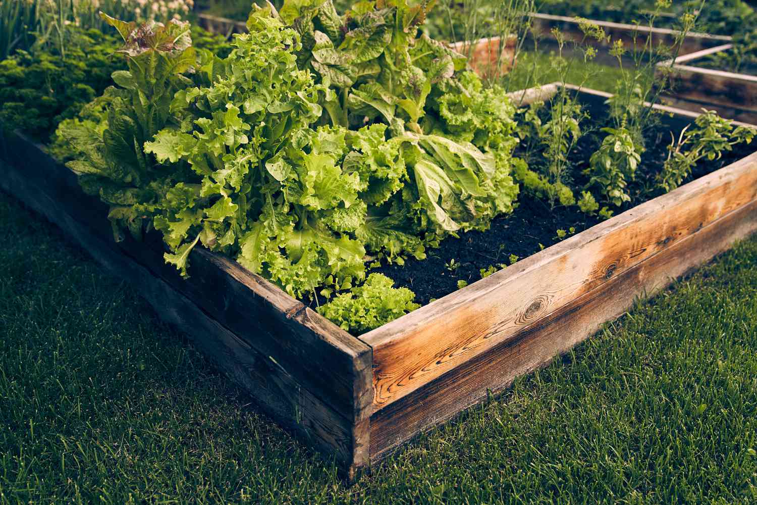 Lettuce in a garden bed