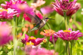 hummingbird flying in pink flowers