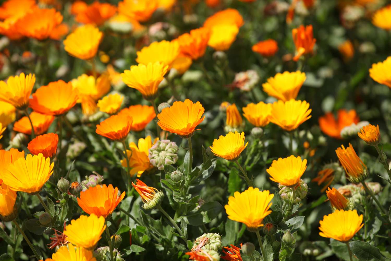 bright yellow flowers in a field