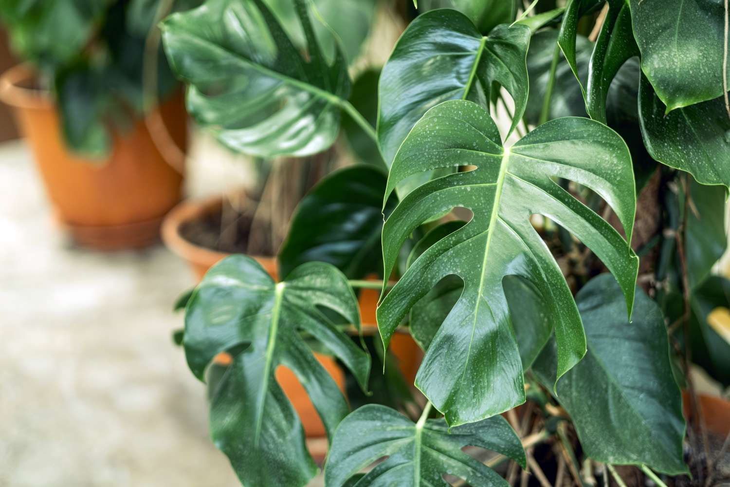Potted plants with large split leaves in an indoor setting