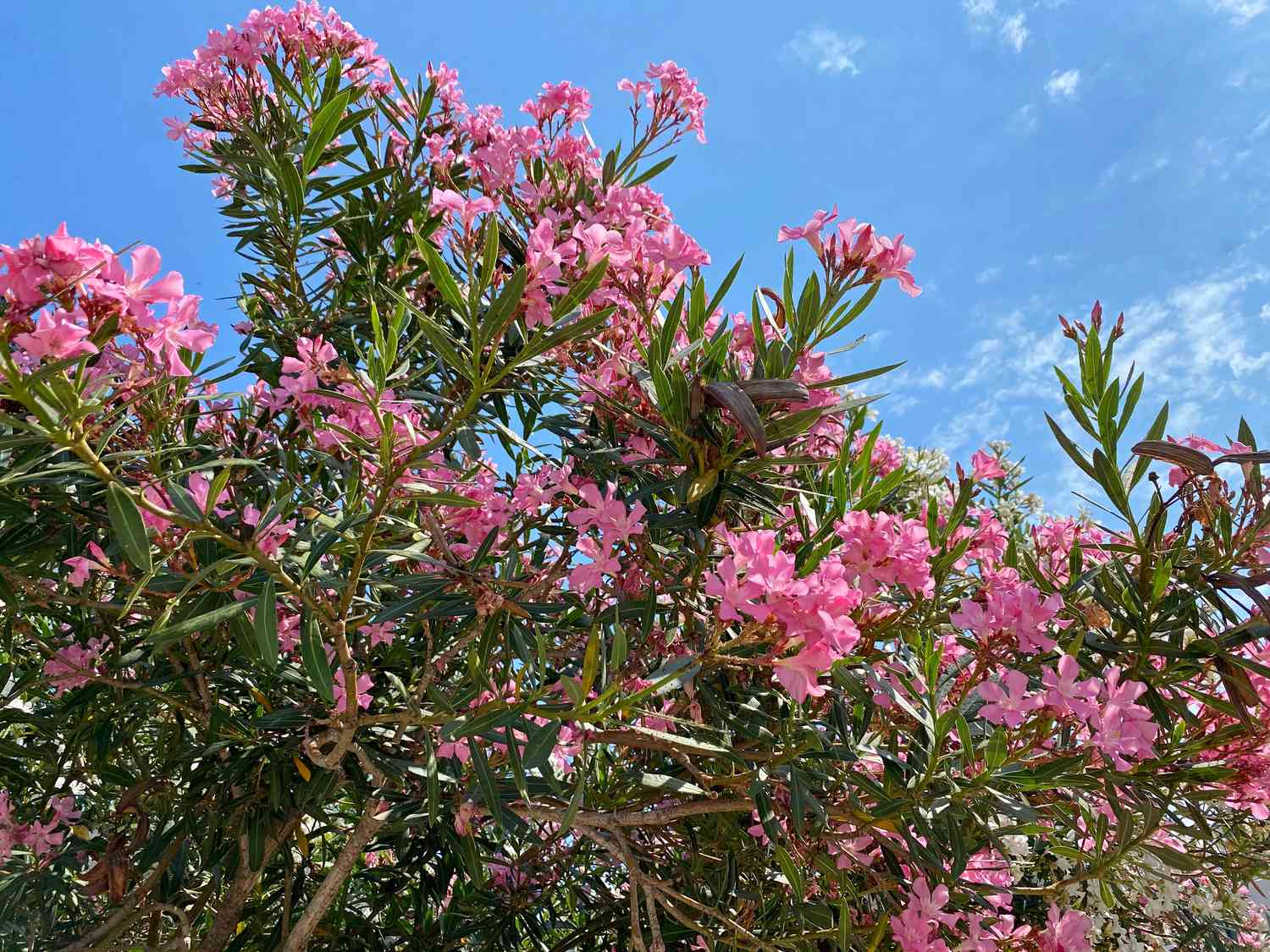 Pink Oleander tree