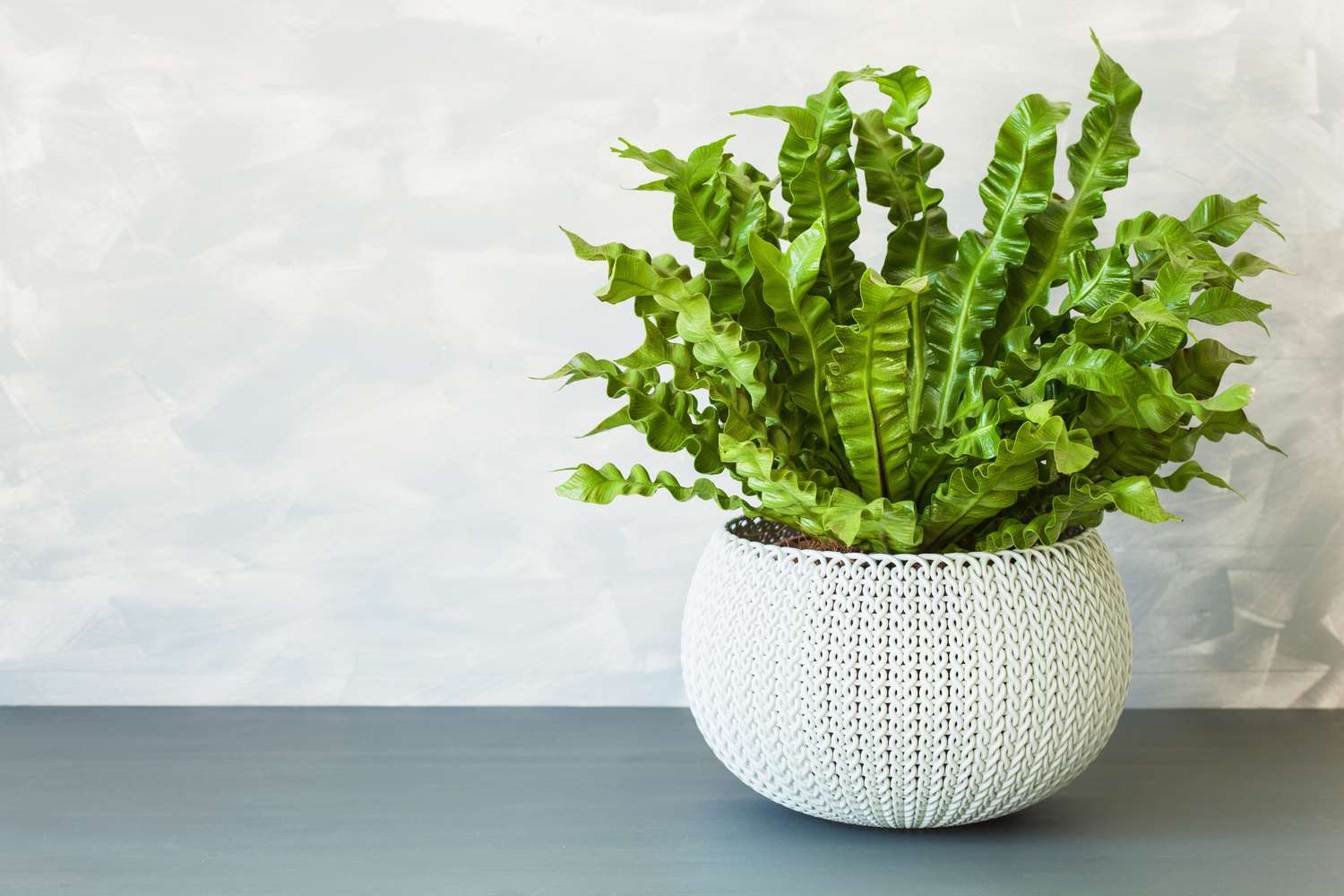 bird's nest fern with wavy green leaves in white planter on gray counter