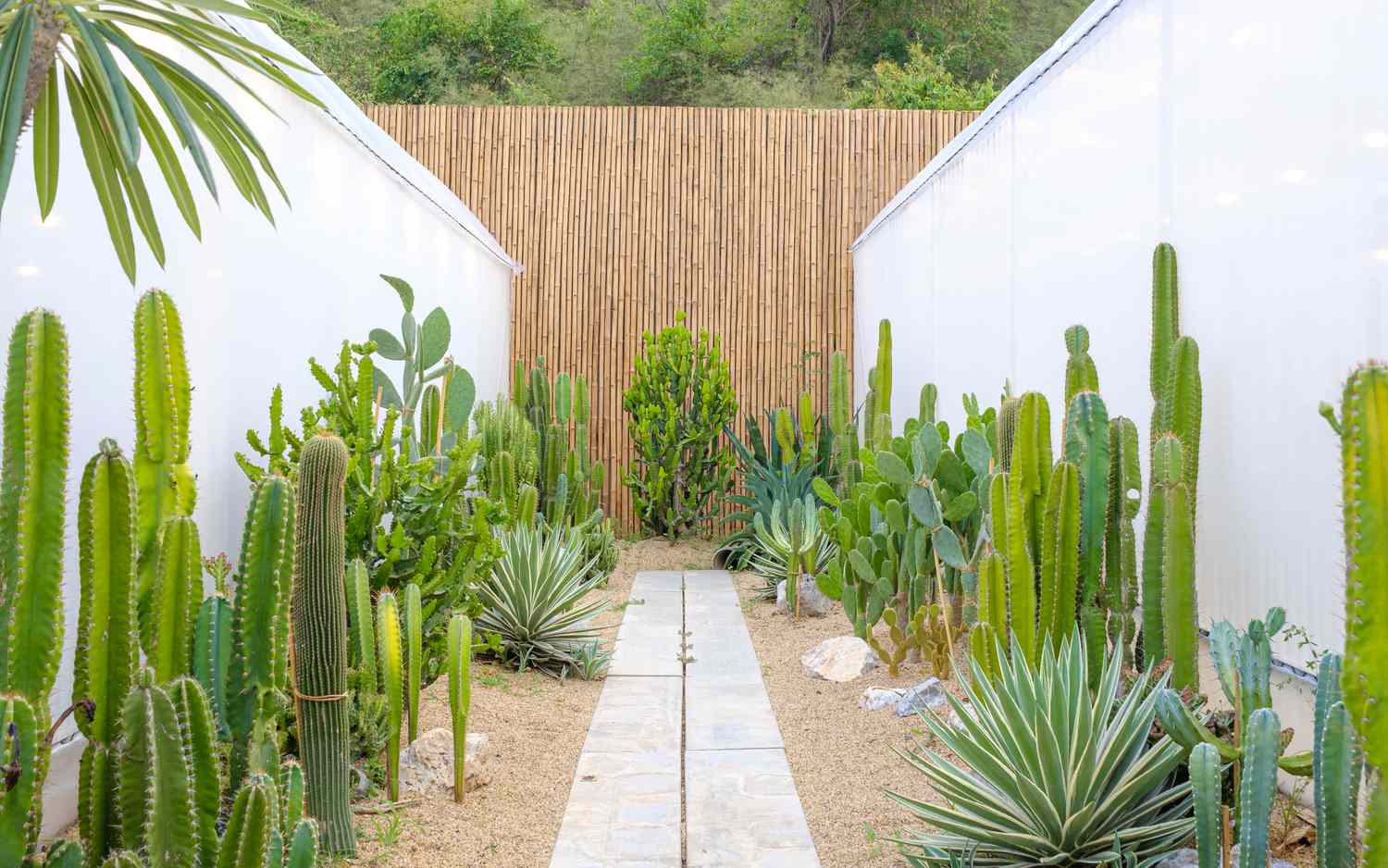 a white garden wall with cacti