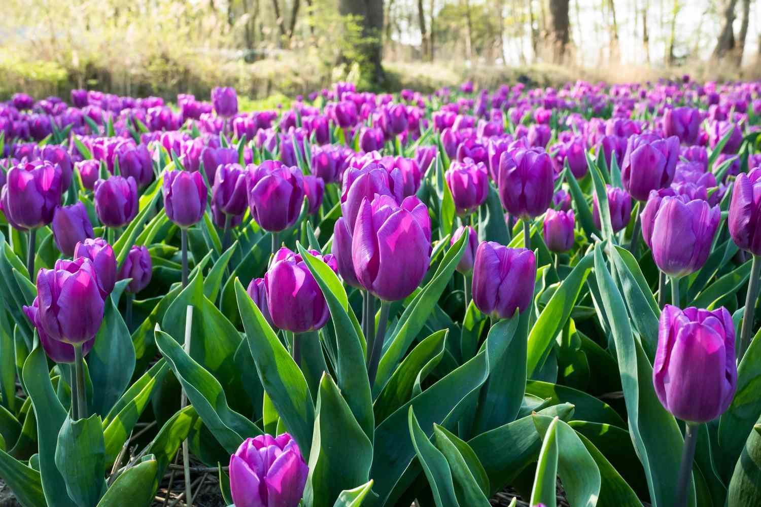 Purple tulips