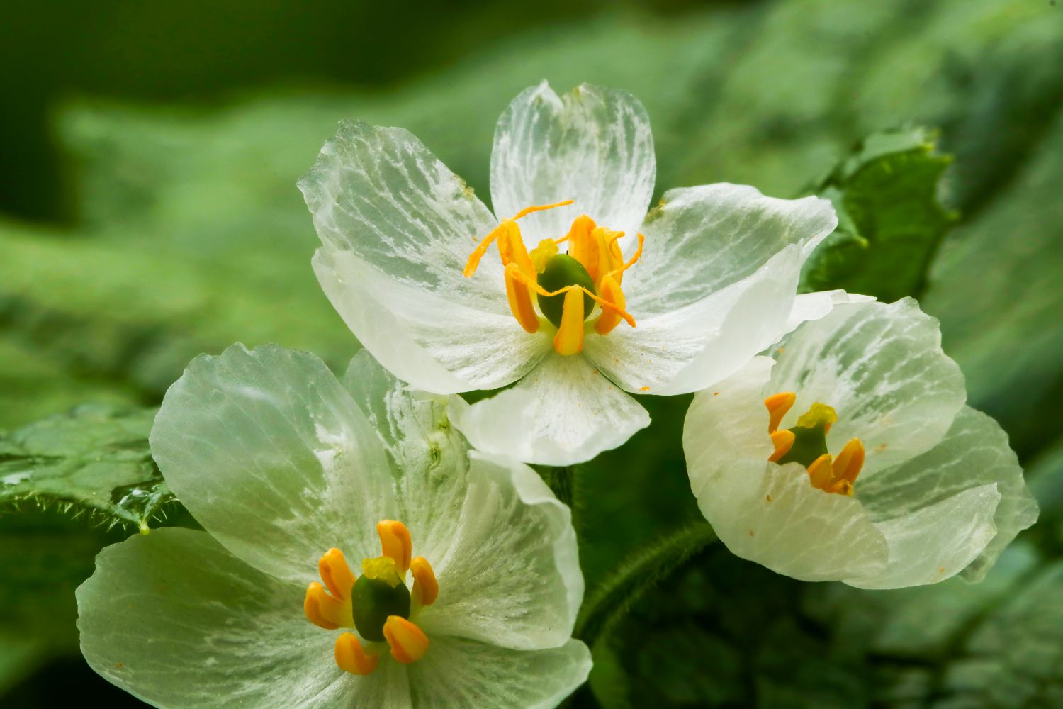 Skeleton flowers