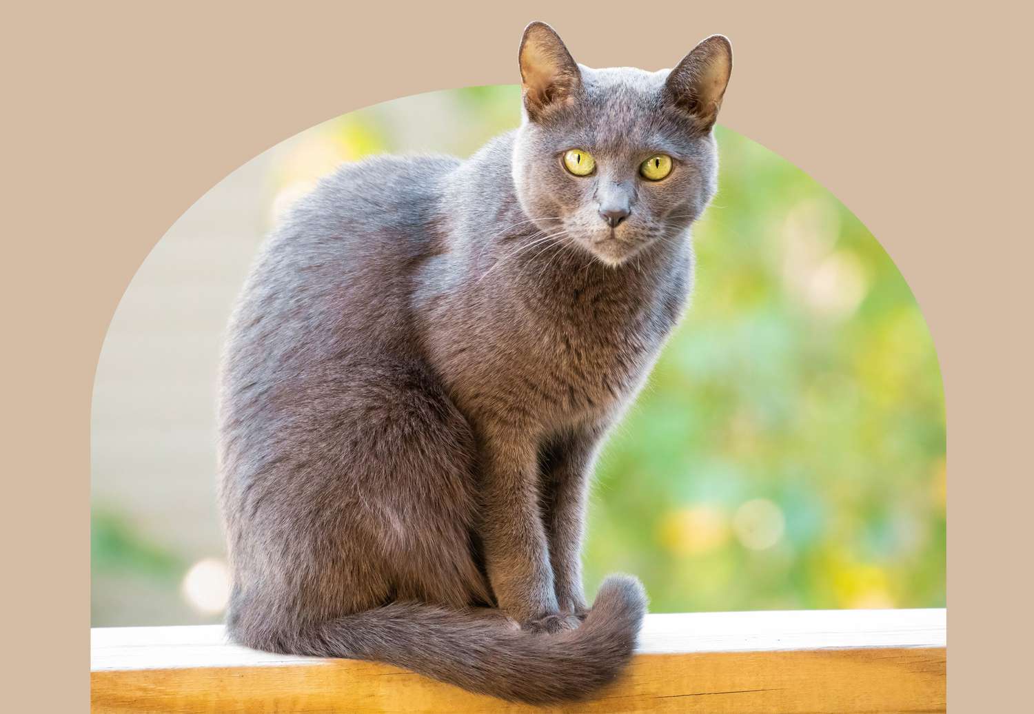 Russian Blue Cat