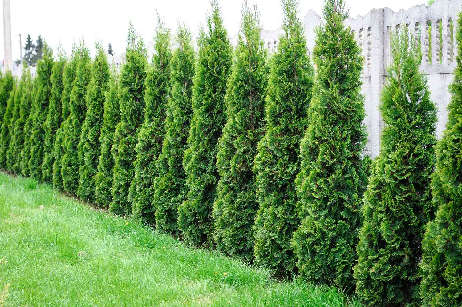 Row of arborvitae in front of a fence.
